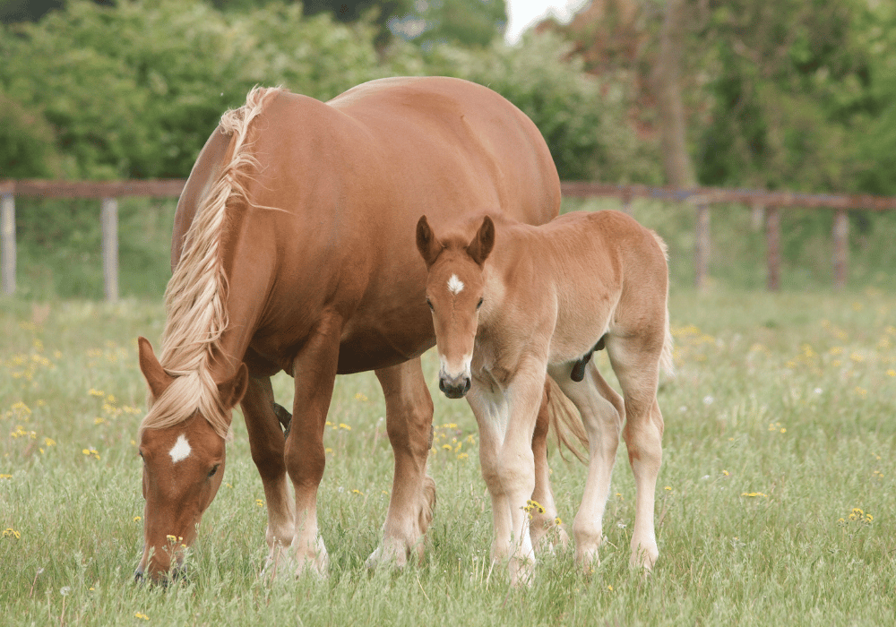 signs mare is ready to foal